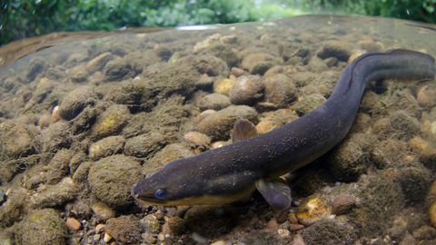 Eel - Jack Perks Suffolk Wildlife Trust