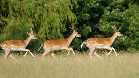 Fallow deer - Gillian Day Suffolk Wildlife Trust