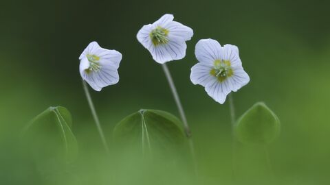 Wood sorrel - Guy Edwards 