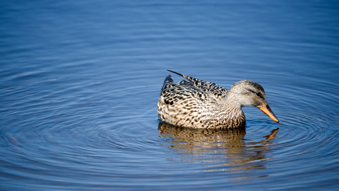 Gadwall - Amy Lewis