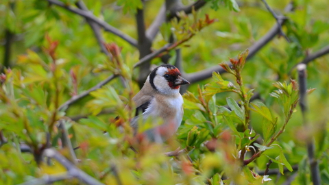 Goldfinch - Adam Jones