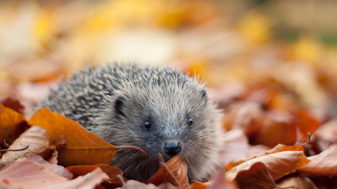 Hedgehog in leaves