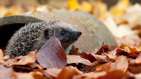 Hedgehog in autumn leaves by Tom Marshall