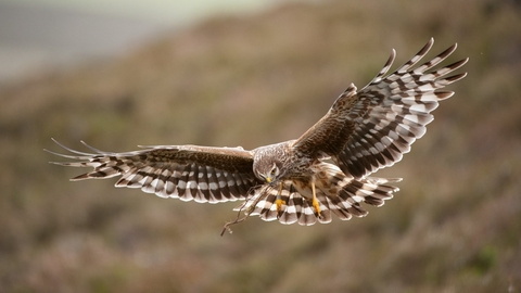 Hen harrier  - Mark Hamblin/2020VISION