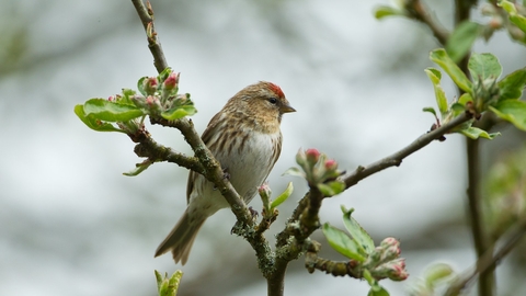 Redpoll - Mark Hamblin/2020VISION