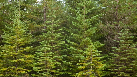 Conifer trees - Mark Hamblin/2020VISION