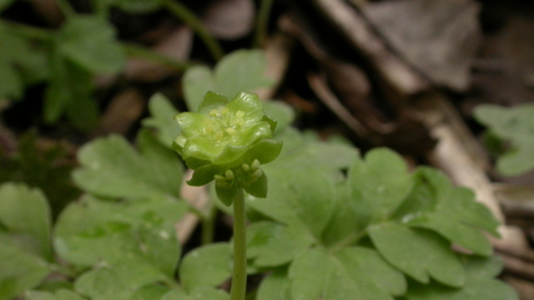 Moschatel - Philip Precey