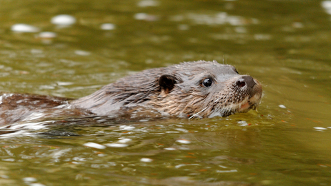 Otter - Amy Lewis