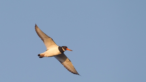 Oystercatcher - Peter Cairns/2020VISION