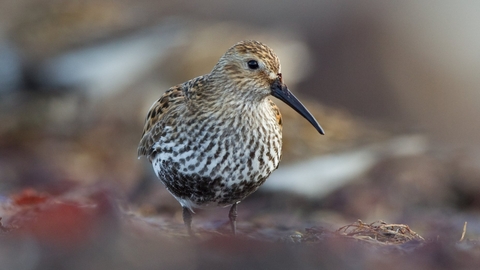 Dunlin - Peter Cairns/2020VISION