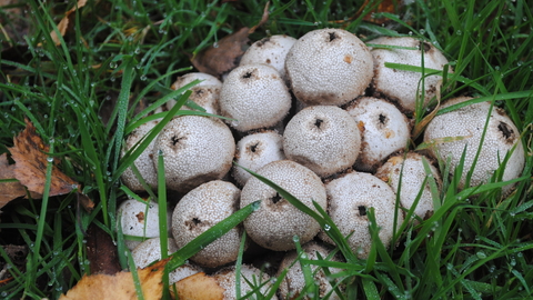 Common puffballs - Amy Lewis fungi