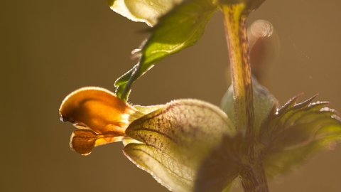 Yellow-rattle - Ross Hoddinott/2020VISION