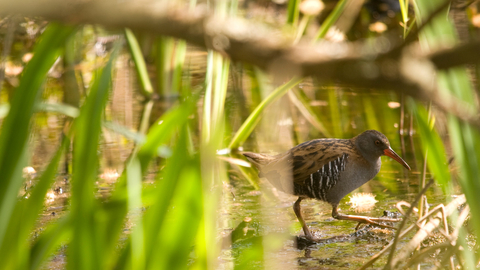 Water rail - Amy Lewis