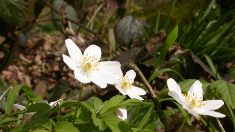 Wood anemone - Bruce Shortland