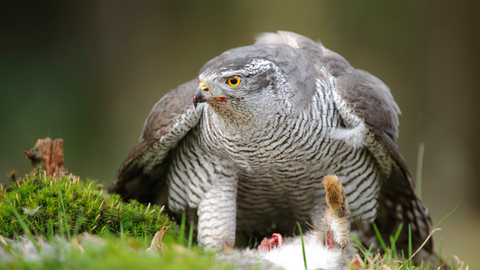 Goshawk - Andrew Mason