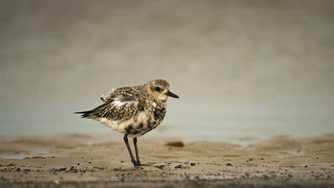 Grey Plover - Neil Aldridge