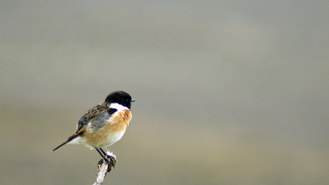 Stonechat- Vicky Nall