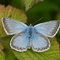 pic of chalk hill blue on leaf