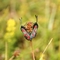 Pair of six-spot burnet moths