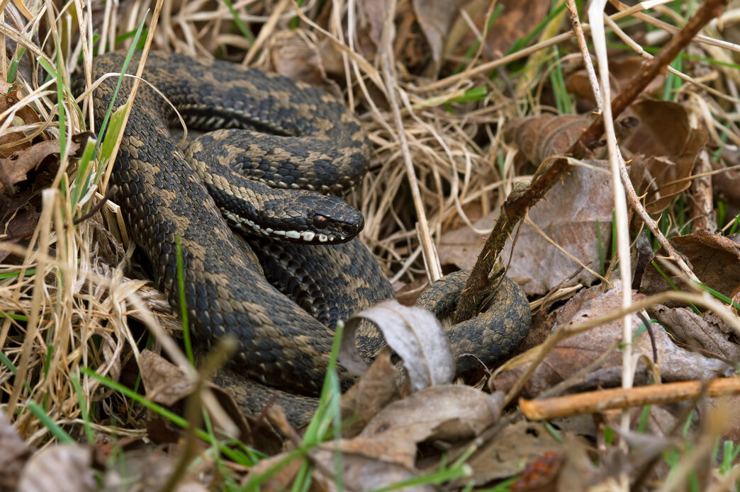 Adders Rothbury Adder | Suffolk Wildlife Trust