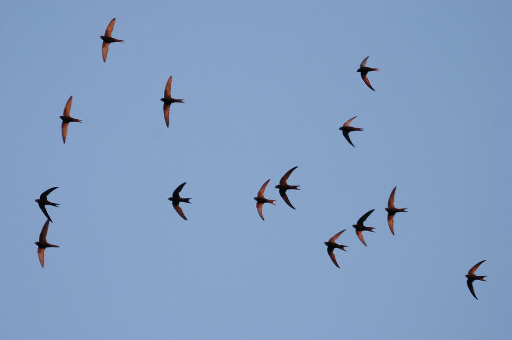 Devolving Nature Devolution could be a win-win for growth and nature in Suffolk and ...