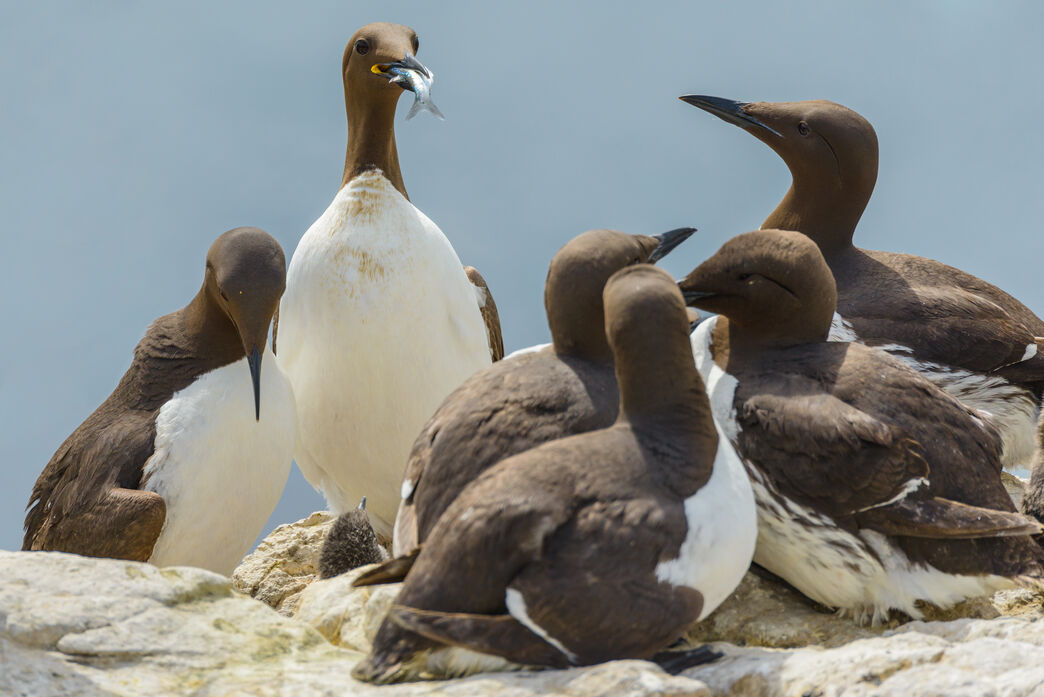 Sandeel Sandeel fishing to end in the North Sea to support seabirds and marine ...
