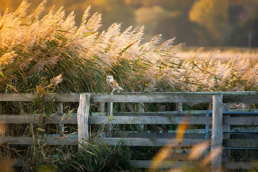 How businesses are helping nature thrive in Suffolk: Greenscape Energy ...