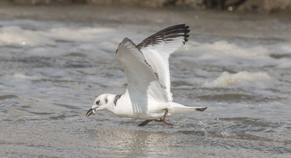 New nesting kittiwake lands at Northfield St Nicholas Primary Academy