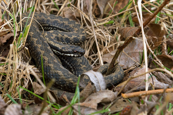 Adder | Suffolk Wildlife Trust