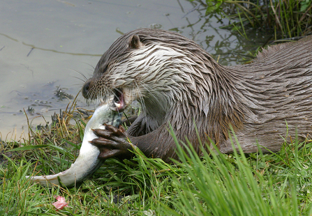 Otter Suffolk Wildlife Trust