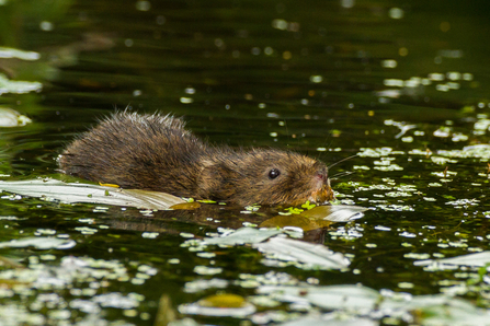 Water vole Suffolk Wildlife Trust by Tony Dunn