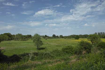 Chruch farm marshes Suffolk Wildlife Trust