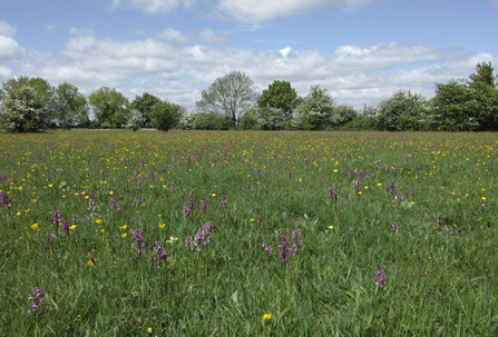 Winks Meadow Suffolk Wildlife Trust