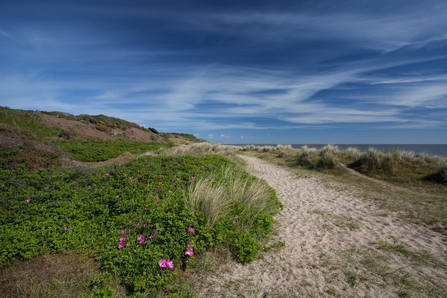 Gunton Warren Suffolk Wildlife Trust