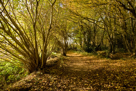 Reydon Wood Suffolk Wildlife Trust