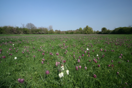 Fox Fritillary Meadow nature reerve