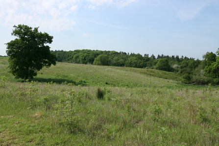 Arger Fen Suffolk Wildlife Trust