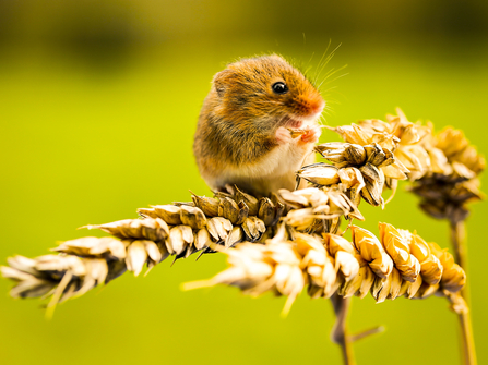 Harvest mouse Suffolk Wildlife Trust