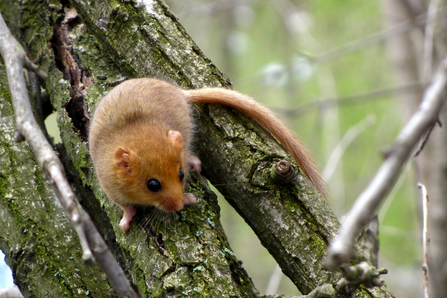 Dormouse Suffolk Wildlife Trust