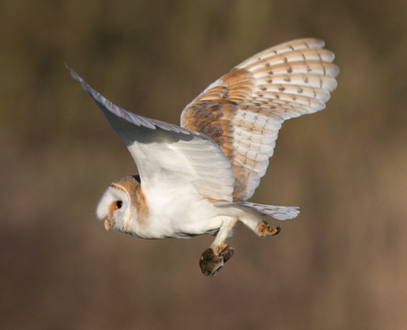 Barn owl Suffolk Wildlife Trust