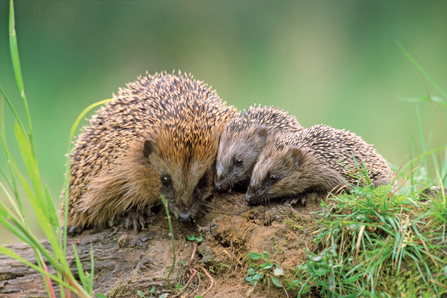 Hedgehogs Suffolk Wildlife Trust