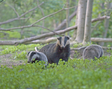 Badger Suffolk Wildlife Trust