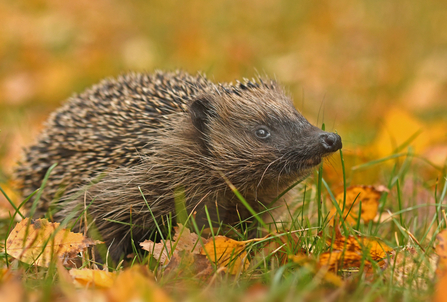 Suffolk Wildlife Trust