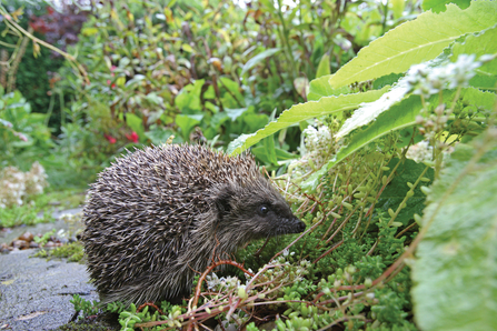 Suffolk Wildlife Trust