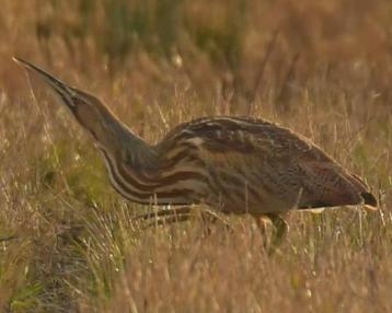 American Bittern Suffolk Wildlife Trust