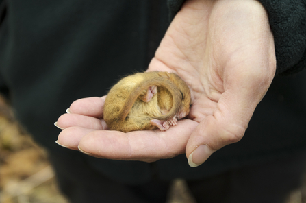 Suffolk Wildlife Trust