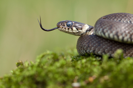 Suffolk Wildlife Trust