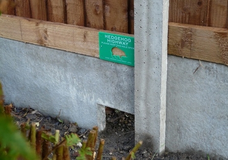 Hedgehog highway