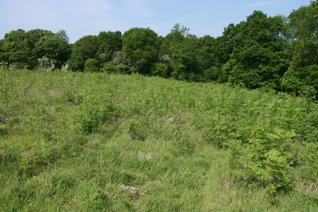 Suffolk Wildlife Trust