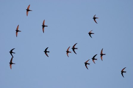 Swifts by Bill Baston